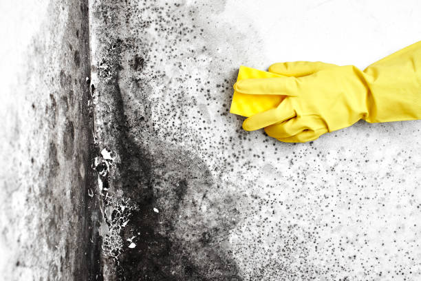 Best Mold Cleaning Services  in Seaford, DE