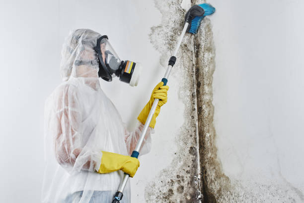 Best Certified Mold Removal  in Seaford, DE