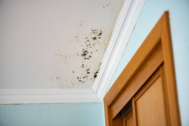 Best Home Mold Removal  in Seaford, DE