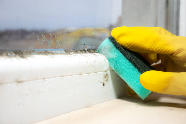 Best Mold Removal Company Near Me  in Seaford, DE