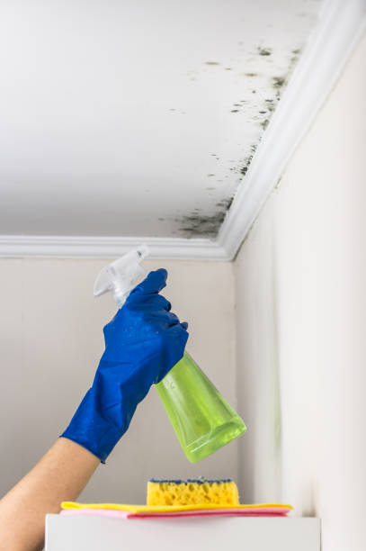 Best Fast Mold Removal  in Seaford, DE