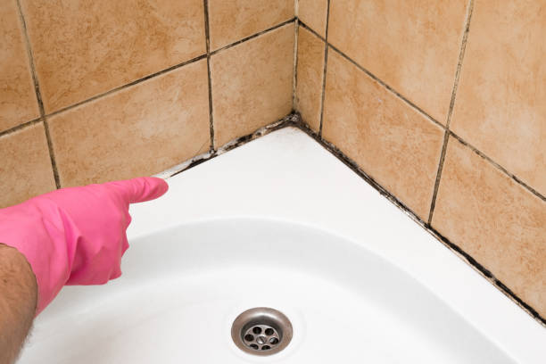 Best Office Mold Removal Services  in Seaford, DE